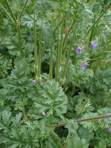 Erodium ciconium \ Gro&szlig;er Reiherschnabel / Common Stork's-Bill, F Lantosque 1.5.2023