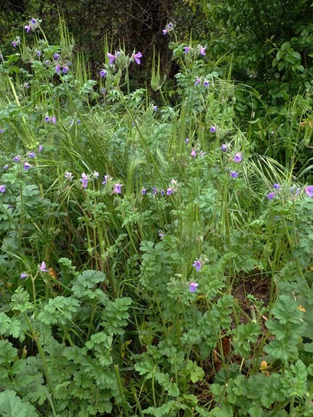 Erodium ciconium \ Gro&szlig;er Reiherschnabel / Common Stork's-Bill, F Lantosque 1.5.2023