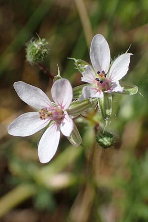 Erodium ciconium \ Gro&szlig;er Reiherschnabel / Common Stork's-Bill, F Camargue,  Salin-de-Giraud 3.5.2023