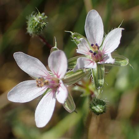 Erodium ciconium \ Gro&szlig;er Reiherschnabel / Common Stork's-Bill, F Camargue,  Salin-de-Giraud 3.5.2023