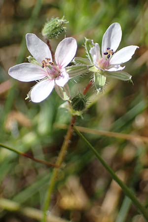 Erodium ciconium \ Gro&szlig;er Reiherschnabel / Common Stork's-Bill, F Camargue,  Salin-de-Giraud 3.5.2023