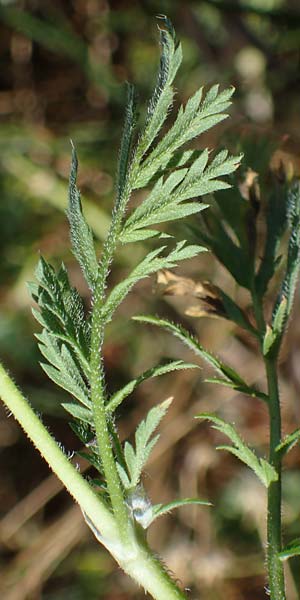 Erodium ciconium \ Gro&szlig;er Reiherschnabel / Common Stork's-Bill, F Camargue,  Salin-de-Giraud 3.5.2023