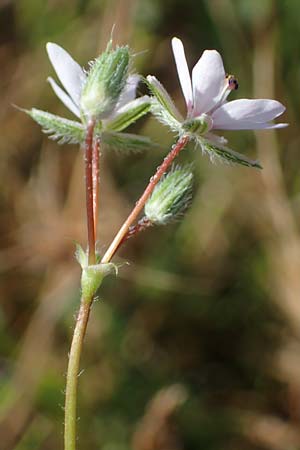 Erodium ciconium \ Gro&szlig;er Reiherschnabel / Common Stork's-Bill, F Camargue,  Salin-de-Giraud 3.5.2023