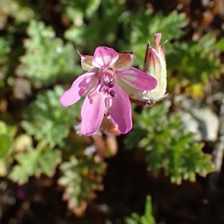 Erodium cicutarium \ Gewhnlicher Reiherschnabel / Common Crane's-Bill, Philary, F Remollon 15.3.2024
