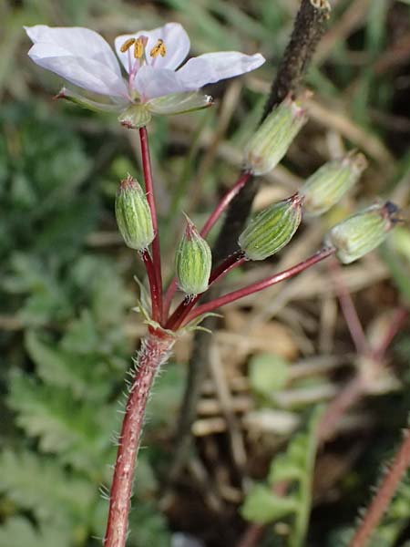 Erodium cicutarium \ Gewhnlicher Reiherschnabel / Common Crane's-Bill, Philary, F Simiane-la-Rotonde 16.3.2024