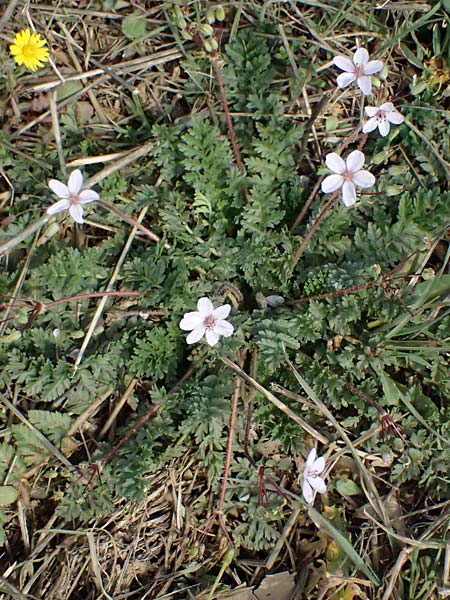Erodium cicutarium \ Gewhnlicher Reiherschnabel / Common Crane's-Bill, Philary, F Simiane-la-Rotonde 16.3.2024