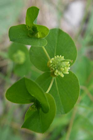 Euphorbia duvalii \ Duvals Wolfsmilch / Duval's Spurge, F Causse de Blandas 30.5.2009