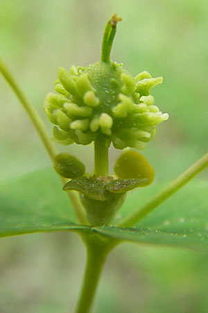Euphorbia duvalii \ Duvals Wolfsmilch / Duval's Spurge, F Causse de Blandas 30.5.2009