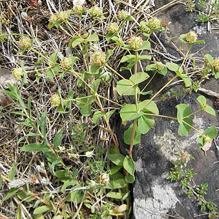 Euphorbia duvalii \ Duvals Wolfsmilch / Duval's Spurge, F Causse de Blandas 30.5.2009