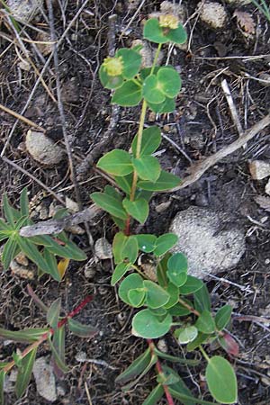 Euphorbia duvalii \ Duvals Wolfsmilch / Duval's Spurge, F Saint-Guilhem-le-Desert 1.6.2009