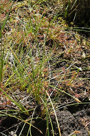 Eleocharis multicaulis \ Vielstngelige Sumpfbinse / Many-Stalked Spike Rush, F Bitche 10.7.2010