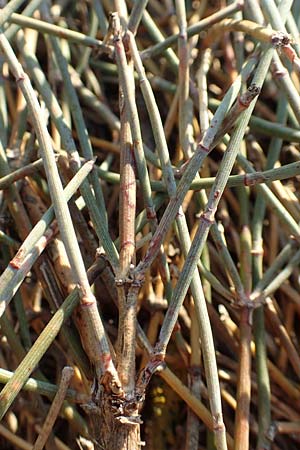 Ephedra distachya \ Gewhnliches Meertrubel / Joint Pine, F Canet-en-Roussillon 11.8.2018