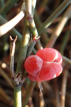 Ephedra distachya \ Gewhnliches Meertrubel / Joint Pine, F Canet-en-Roussillon 11.8.2018