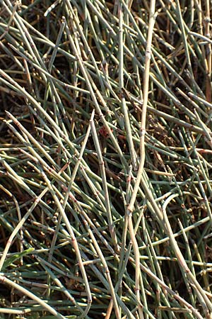 Ephedra distachya \ Gewhnliches Meertrubel / Joint Pine, F Canet-en-Roussillon 11.8.2018