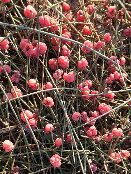 Ephedra distachya \ Gewhnliches Meertrubel / Joint Pine, F Canet-en-Roussillon 11.8.2018