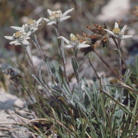 Leontopodium alpinum \ Edelwei / Edelweiss, F Col de l'Iseran 31.7.1999