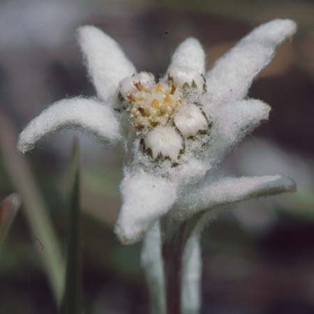Leontopodium alpinum \ Edelwei / Edelweiss, F Col de l'Iseran 31.7.1999
