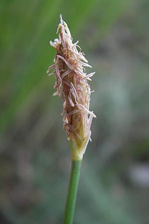 Eleocharis palustris agg. \ Gewhnliche Sumpfbinse, Gemeine Sumpfsimse / Common Spike Rush, F Bitche 10.7.2010
