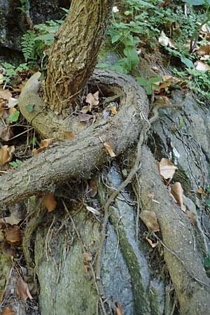 Hedera helix \ Efeu / Ivy, F Pyrenäen/Pyrenees, Caranca - Schlucht / Gorge 30.7.2018