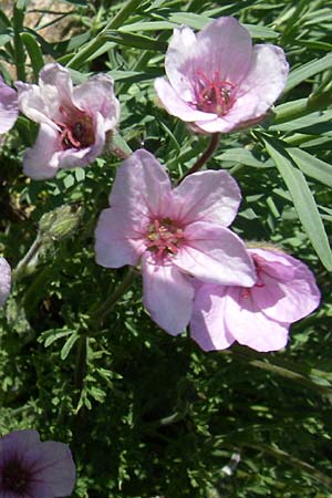Erodium guicciardii \ Guicciards Reiherschnabel / Guicciard's Stork's-Bill, F Col de Lautaret Botan. Gar.  28.6.2008