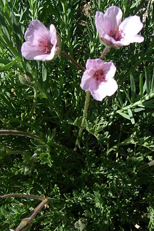 Erodium guicciardii \ Guicciards Reiherschnabel / Guicciard's Stork's-Bill, F Col de Lautaret Botan. Gar.  28.6.2008