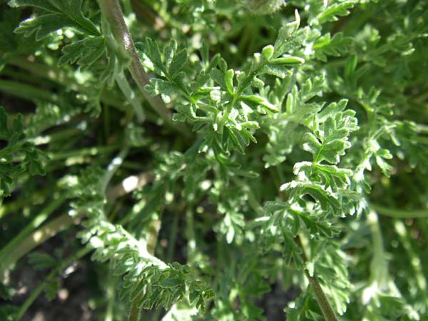 Erodium guicciardii \ Guicciards Reiherschnabel / Guicciard's Stork's-Bill, F Col de Lautaret Botan. Gar.  28.6.2008