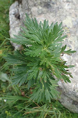 Aconitum napellus subsp. napellus \ Gewhnlicher Blauer Eisenhut / Monk's-Hood, F Pyrenäen/Pyrenees, Col de Mantet 28.7.2018