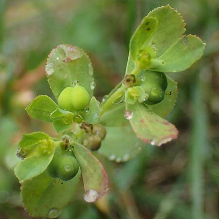 Euphorbia helioscopia \ Sonnwend-Wolfsmilch, Sonnen-Wolfsmilch / Sun Spurge, F Dijon 5.10.2021