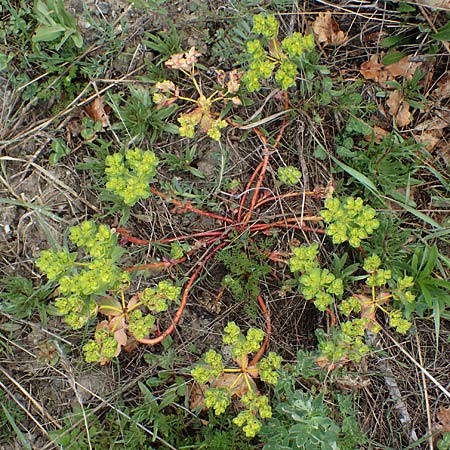 Euphorbia helioscopia \ Sonnwend-Wolfsmilch, Sonnen-Wolfsmilch / Sun Spurge, F Gap 29.4.2023