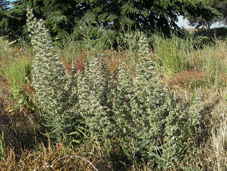 Echium italicum \ Italienischer Natternkopf / Italian Bugloss, F Dept. Gard, Remoulins 7.6.2006