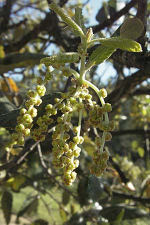Quercus suber \ Kork-Eiche / Cork Oak, F Maures,  Bois de Rouquan 12.5.2007