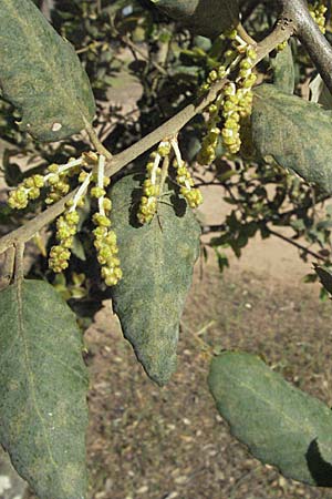 Quercus suber \ Kork-Eiche / Cork Oak, F Maures,  Bois de Rouquan 12.5.2007