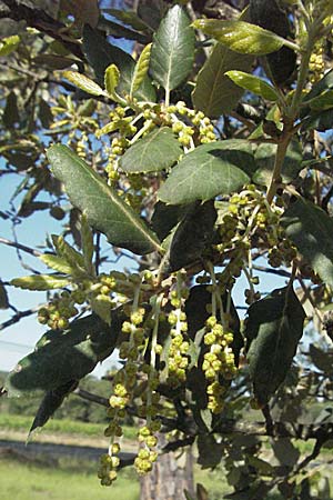 Quercus suber \ Kork-Eiche / Cork Oak, F Maures,  Bois de Rouquan 12.5.2007