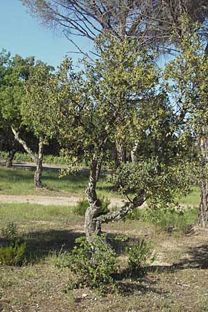 Quercus suber \ Kork-Eiche / Cork Oak, F Maures,  Bois de Rouquan 12.5.2007