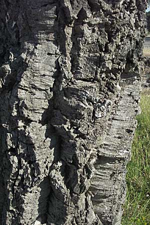 Quercus suber \ Kork-Eiche / Cork Oak, F Maures,  Bois de Rouquan 12.5.2007