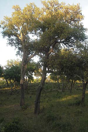 Quercus suber \ Kork-Eiche / Cork Oak, F Maures,  Bois de Rouquan 12.5.2007