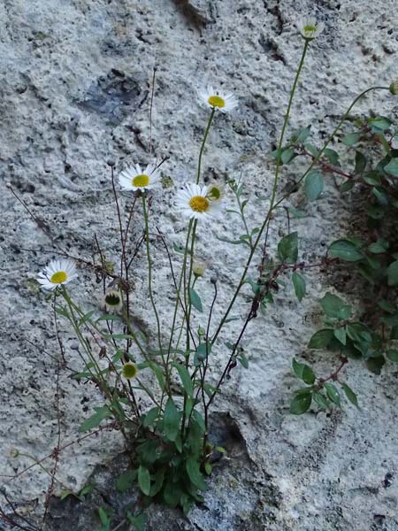 Erigeron karvinskianus \ Karwinskis Berufkraut, Spanisches G�nsebl�mchen / Mexican Fleabane, F Tende 17.5.2026