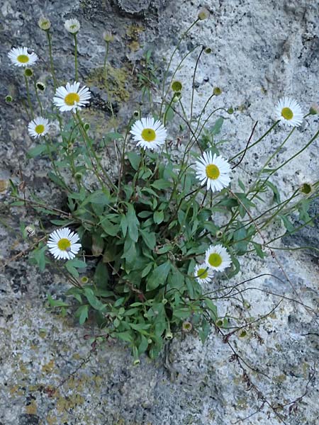Erigeron karvinskianus \ Karwinskis Berufkraut, Spanisches G�nsebl�mchen / Mexican Fleabane, F Tende 17.5.2026