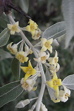 Elaeagnus angustifolia \ Schmalblttrige lweide / Narrow-Leaved Oleaster, Russian Olive, F Camargue 13.5.2007