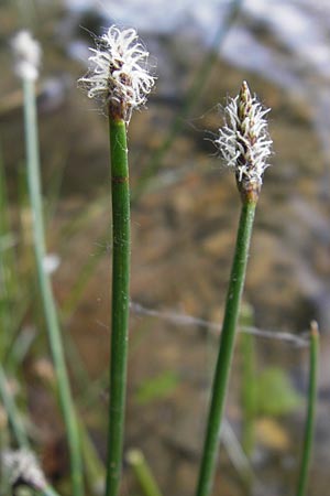 Eleocharis palustris agg. \ Gewhnliche Sumpfbinse, Gemeine Sumpfsimse / Common Spike Rush, F Millau 27.5.2009