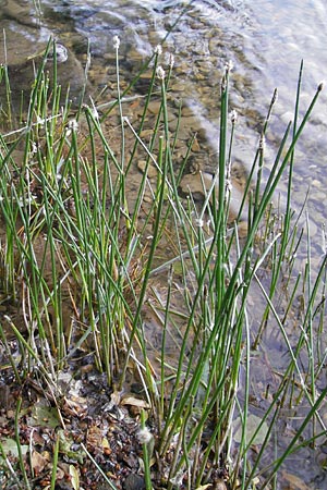 Eleocharis palustris agg. \ Gewhnliche Sumpfbinse, Gemeine Sumpfsimse / Common Spike Rush, F Millau 27.5.2009