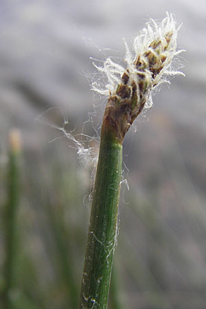 Eleocharis palustris agg. \ Gewhnliche Sumpfbinse, Gemeine Sumpfsimse / Common Spike Rush, F Millau 27.5.2009