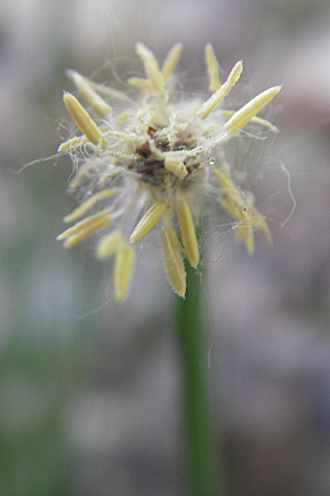 Eleocharis palustris agg. \ Gewhnliche Sumpfbinse, Gemeine Sumpfsimse / Common Spike Rush, F Millau 30.5.2009