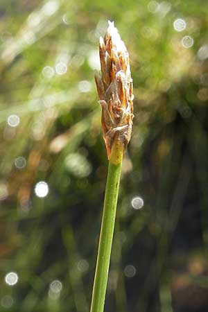 Eleocharis multicaulis \ Vielstngelige Sumpfbinse / Many-Stalked Spike Rush, F Bitche 28.7.2009