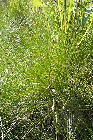Eleocharis multicaulis \ Vielstngelige Sumpfbinse / Many-Stalked Spike Rush, F Bitche 28.7.2009