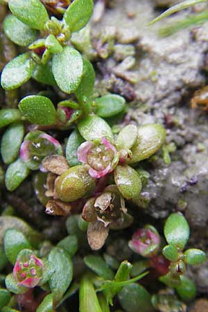 Elatine hexandra \ Sechsmnniger Tnnel / Six-Stamen Waterwort, F Sundgau 6.10.2009