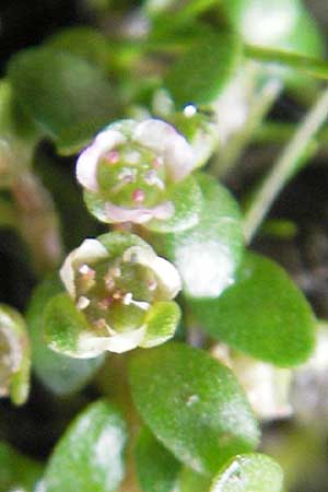 Elatine hexandra \ Sechsmnniger Tnnel / Six-Stamen Waterwort, F Sundgau 6.10.2009