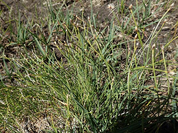 Trichophorum cespitosum subsp. cespitosum \ Gewhnliche Rasenbinse / Deer Grass, F Pyrenäen/Pyrenees, Mont Louis 3.8.2018