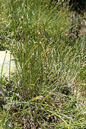 Trichophorum cespitosum subsp. cespitosum \ Gewhnliche Rasenbinse / Deer Grass, F Pyrenäen/Pyrenees, Mont Louis 3.8.2018