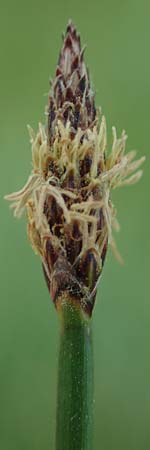 Eleocharis palustris agg. \ Gewhnliche Sumpfbinse, Gemeine Sumpfsimse / Common Spike Rush, F Sermoyer 4.5.2023